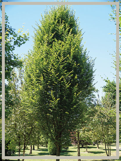 Säulen-Hainbuche - Bild 2
