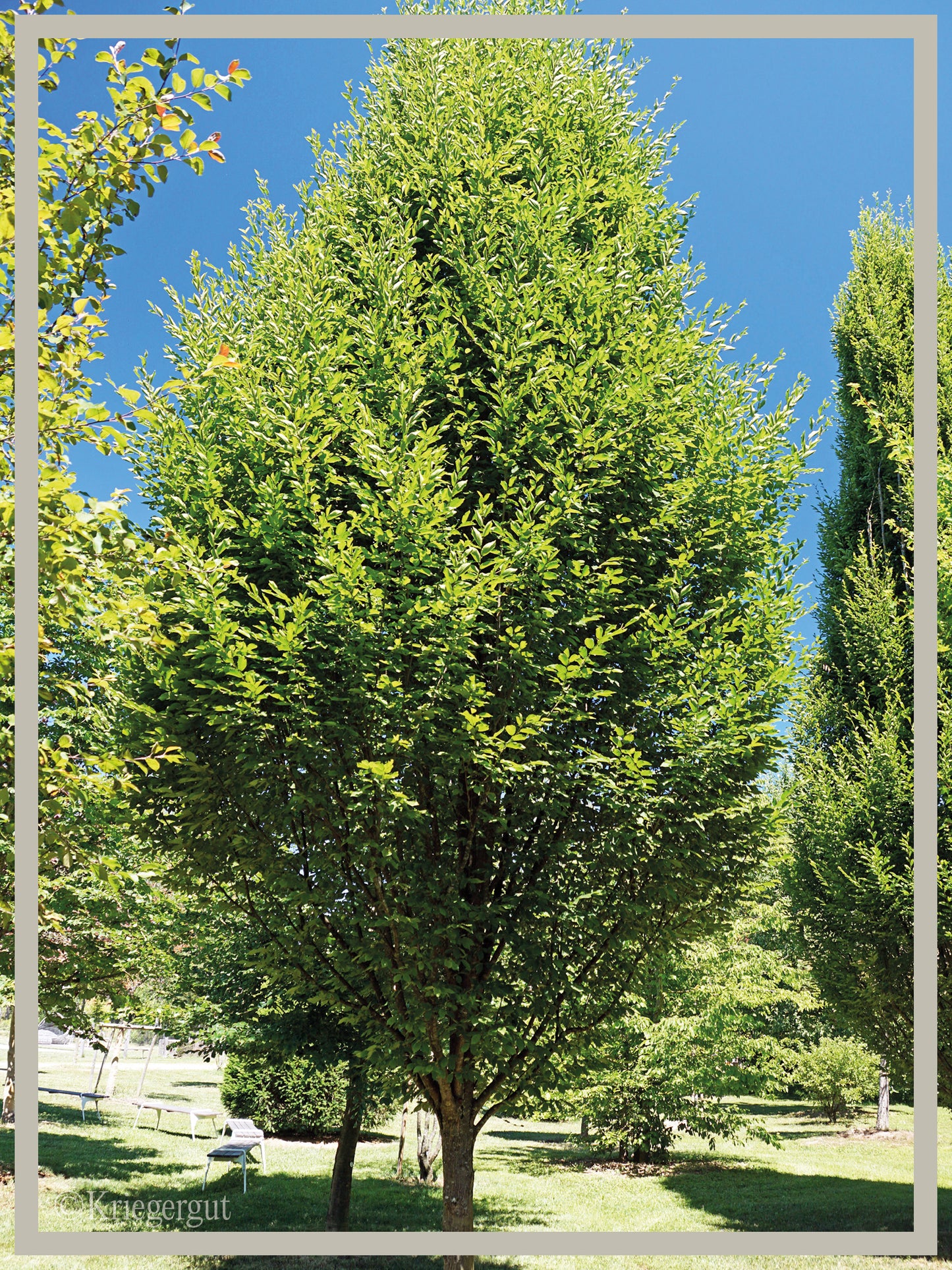 Säulen-Hainbuche - Bild 4