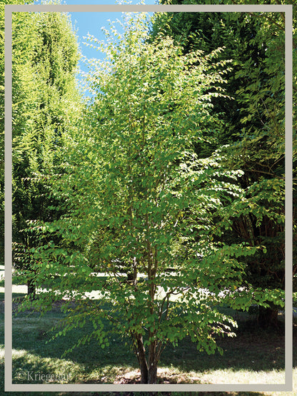 Lebkuchenbaum, Judasblattbaum