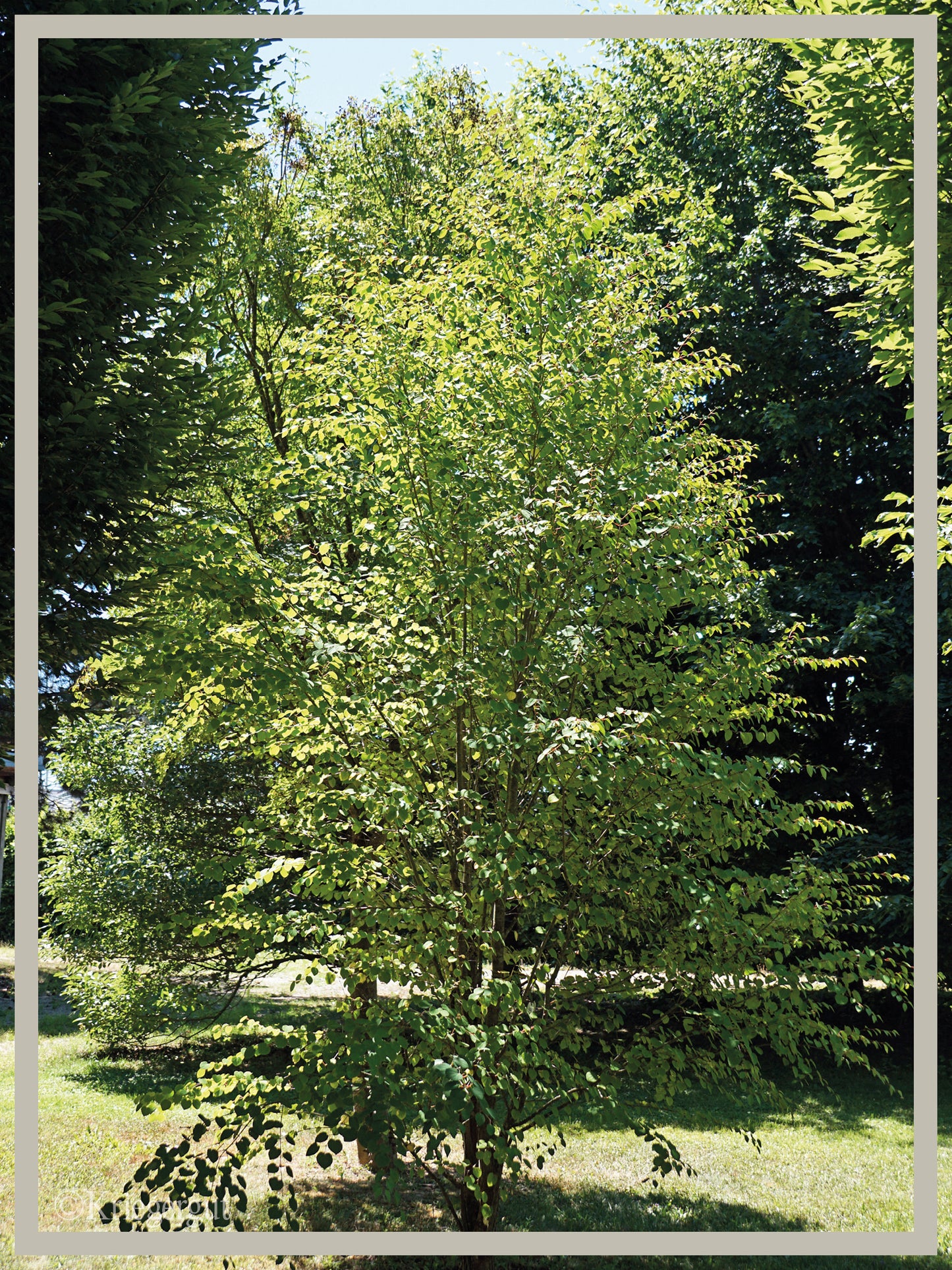 Lebkuchenbaum, Judasblattbaum - Bild 2