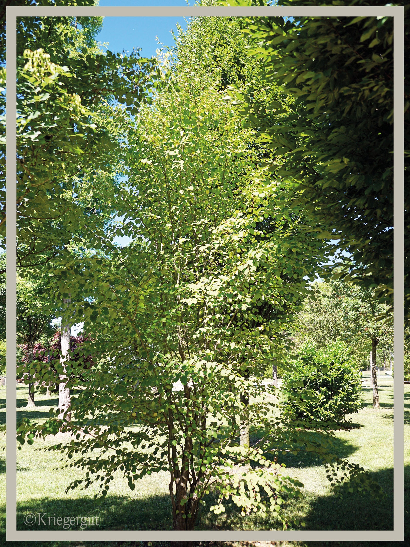 Lebkuchenbaum, Judasblattbaum - Bild 3