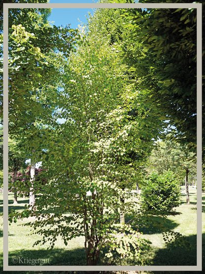 Lebkuchenbaum, Judasblattbaum - Bild 3