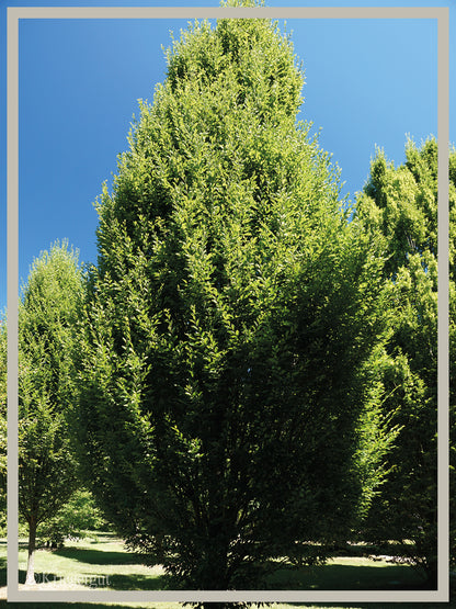 Säulen-Hainbuche - Bild 2