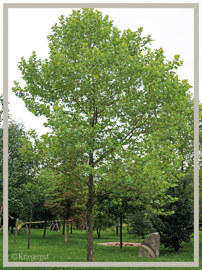Ahornblättrige Platane