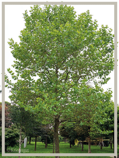Ahornblättrige Platane - Bild 2