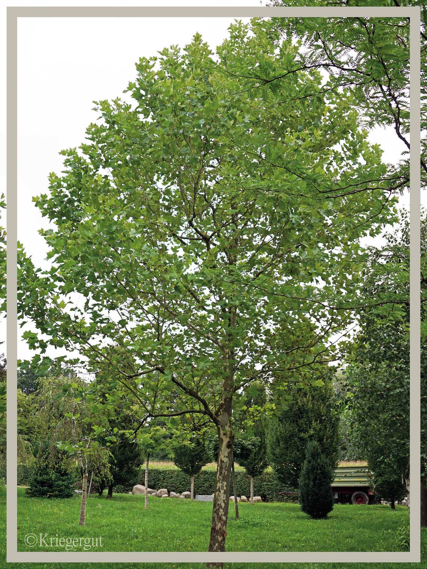 Ahornblättrige Platane - Bild 3