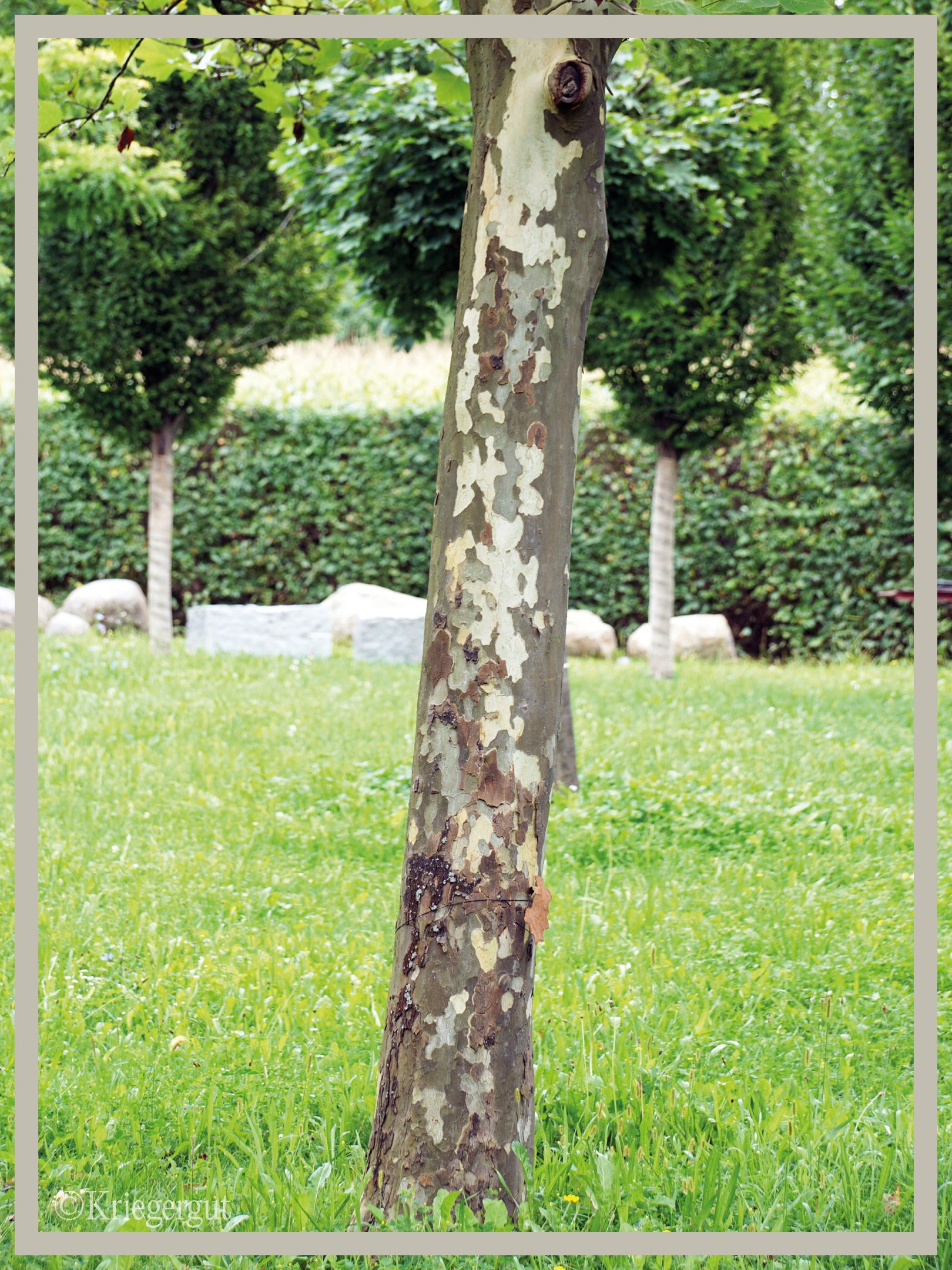 Ahornblättrige Platane - Bild 4