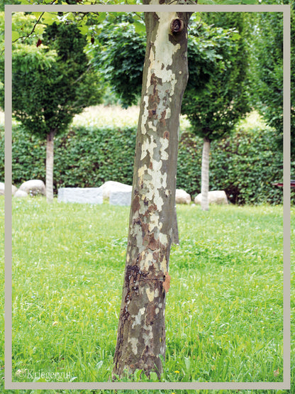 Ahornblättrige Platane - Bild 4
