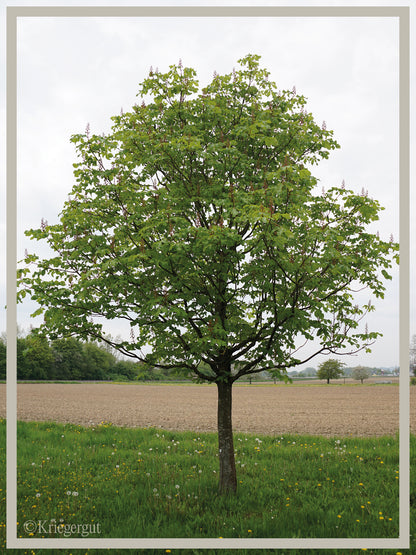 Rotblühende Rosskastanie - Bild 2
