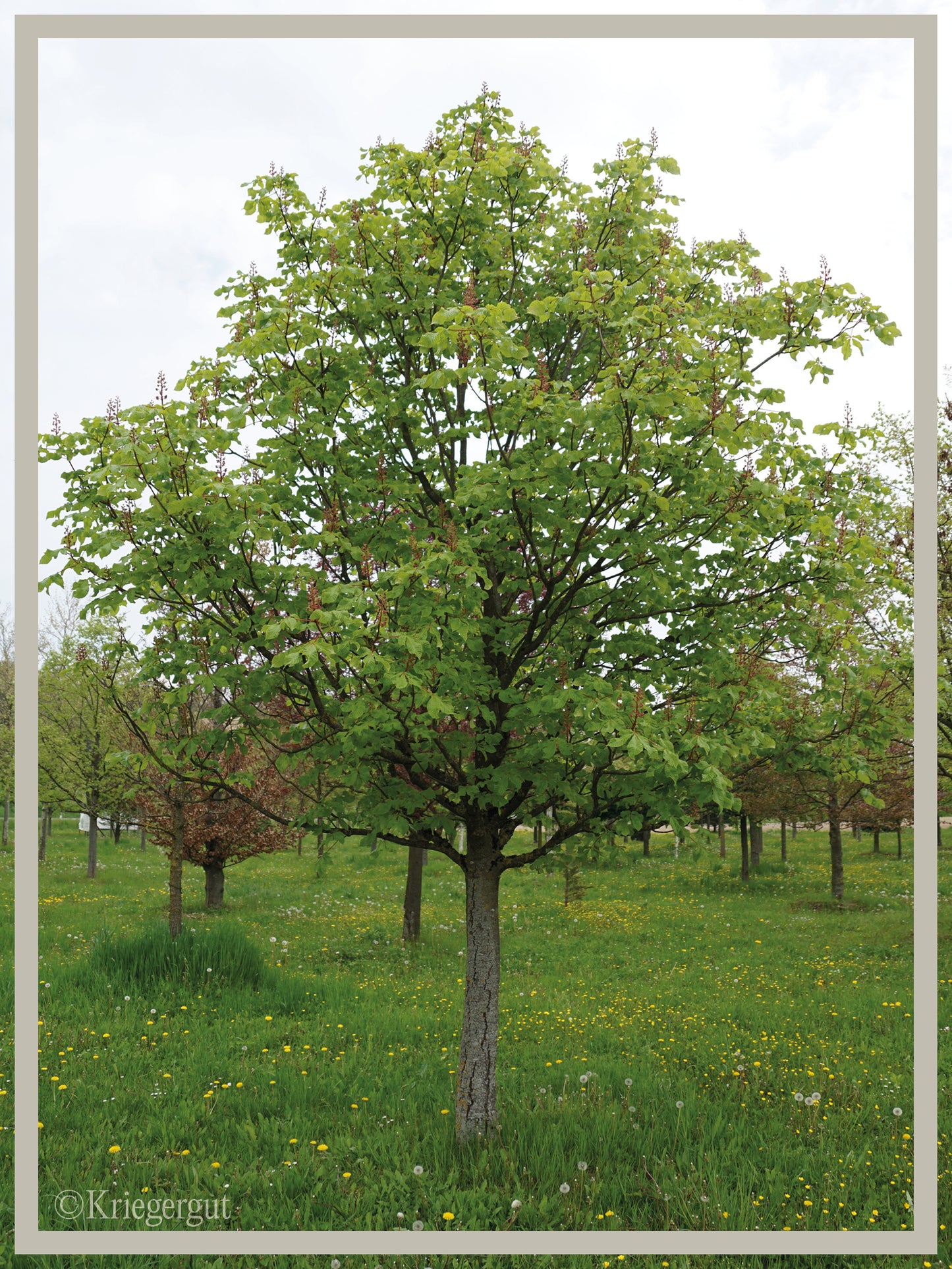 Rotblühende Rosskastanie - Bild 3