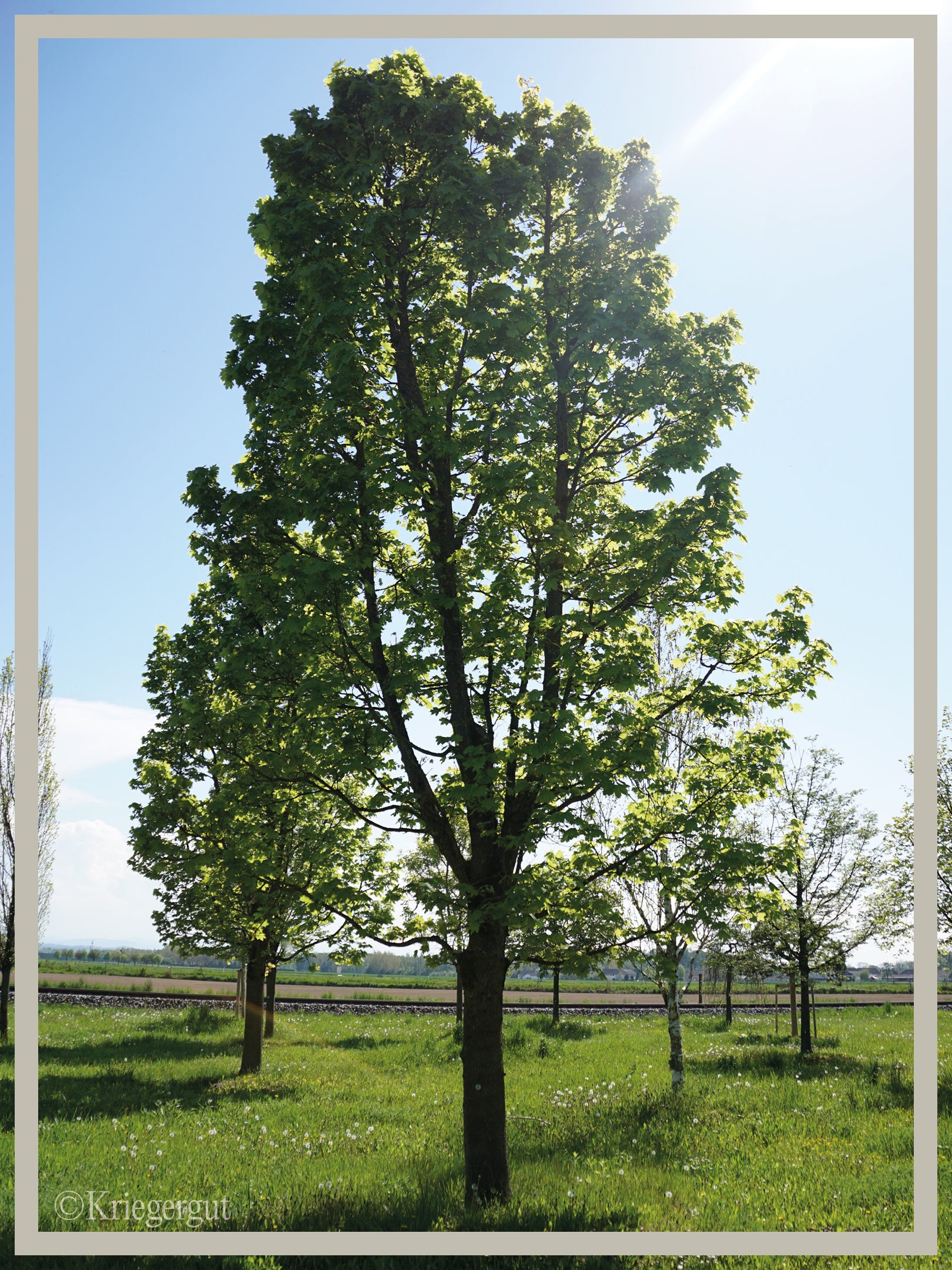 Spitz-Ahorn - Bild 2
