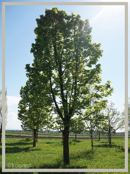 Spitz-Ahorn - Bild 2