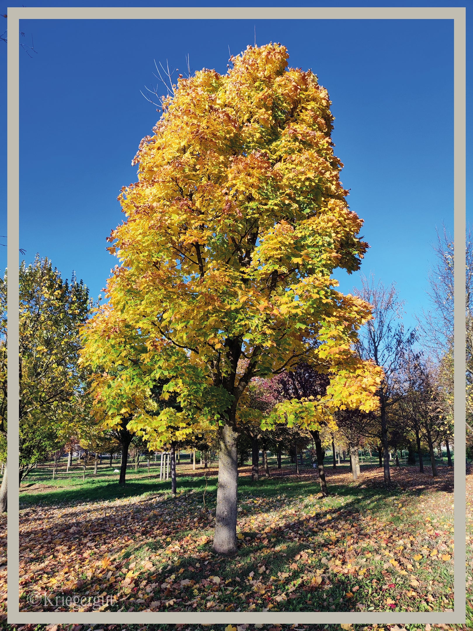 Spitz-Ahorn - Bild 3