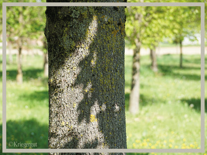 Spitz-Ahorn - Bild 5