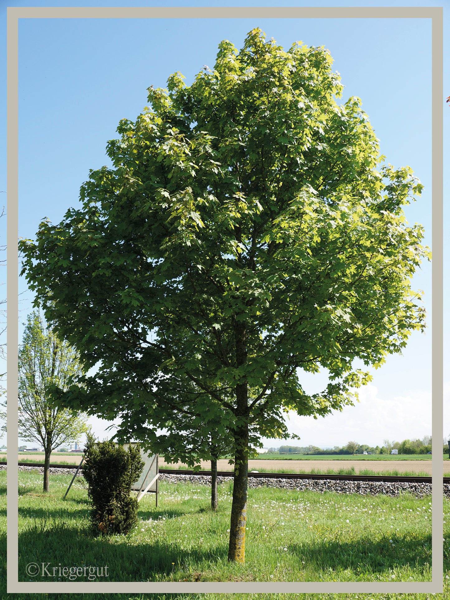 Spitz-Ahorn - Bild 2