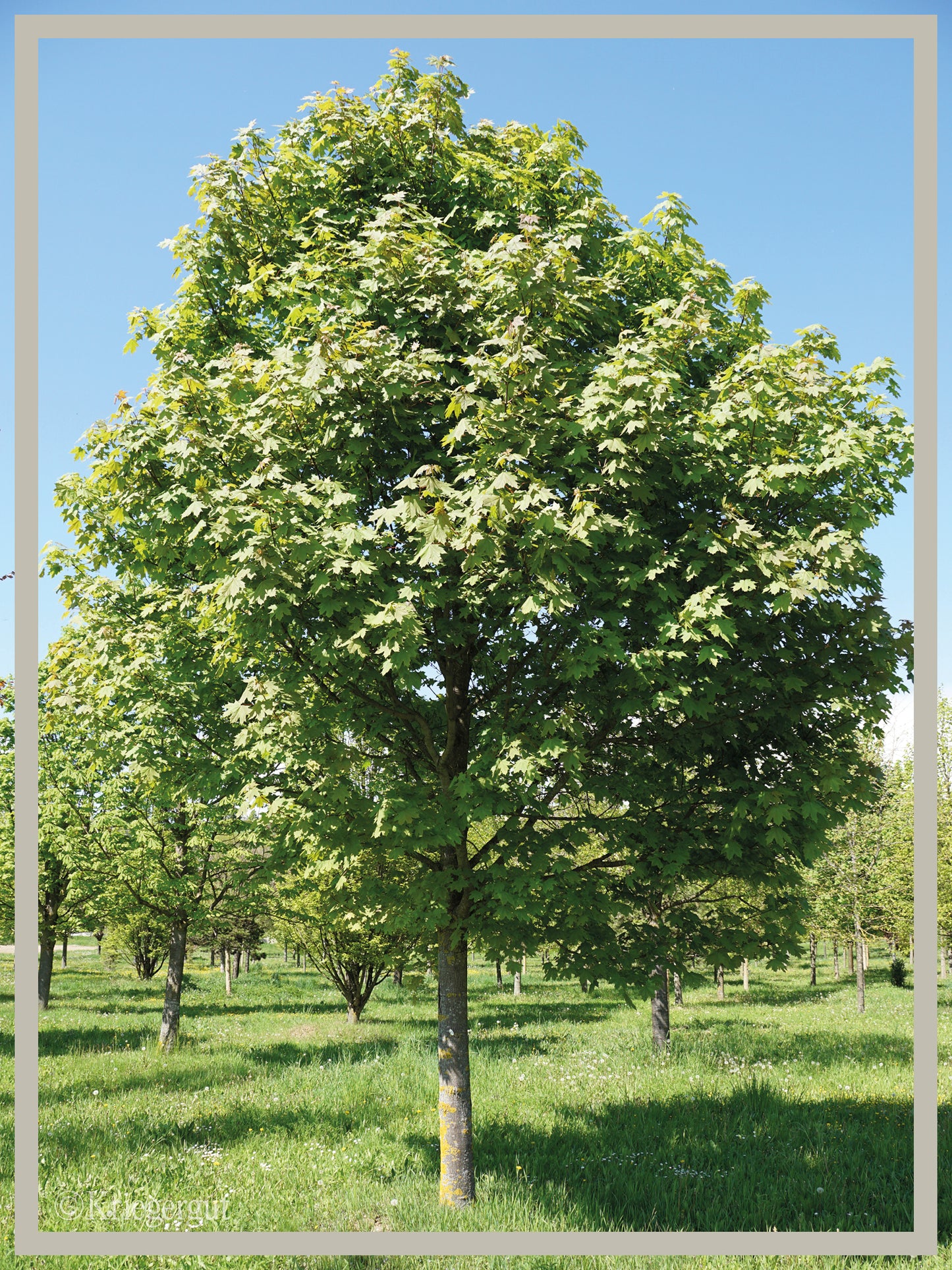 Spitz-Ahorn - Bild 3