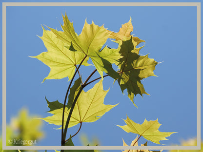 Spitz-Ahorn - Bild 4