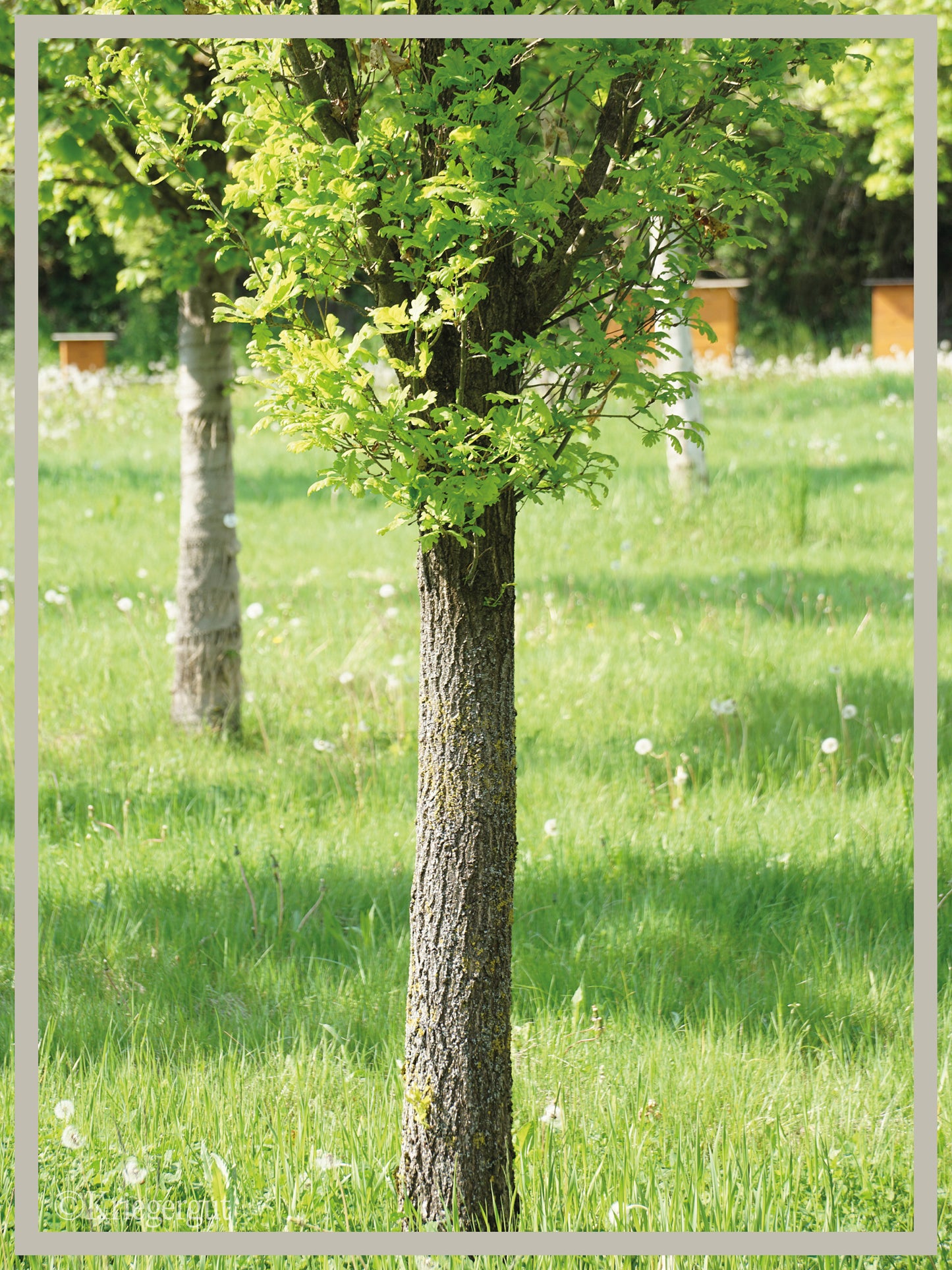 Säulen-Eiche - Bild 4