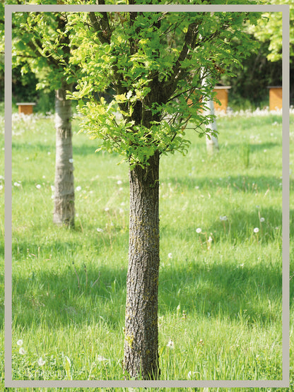 Säulen-Eiche - Bild 4
