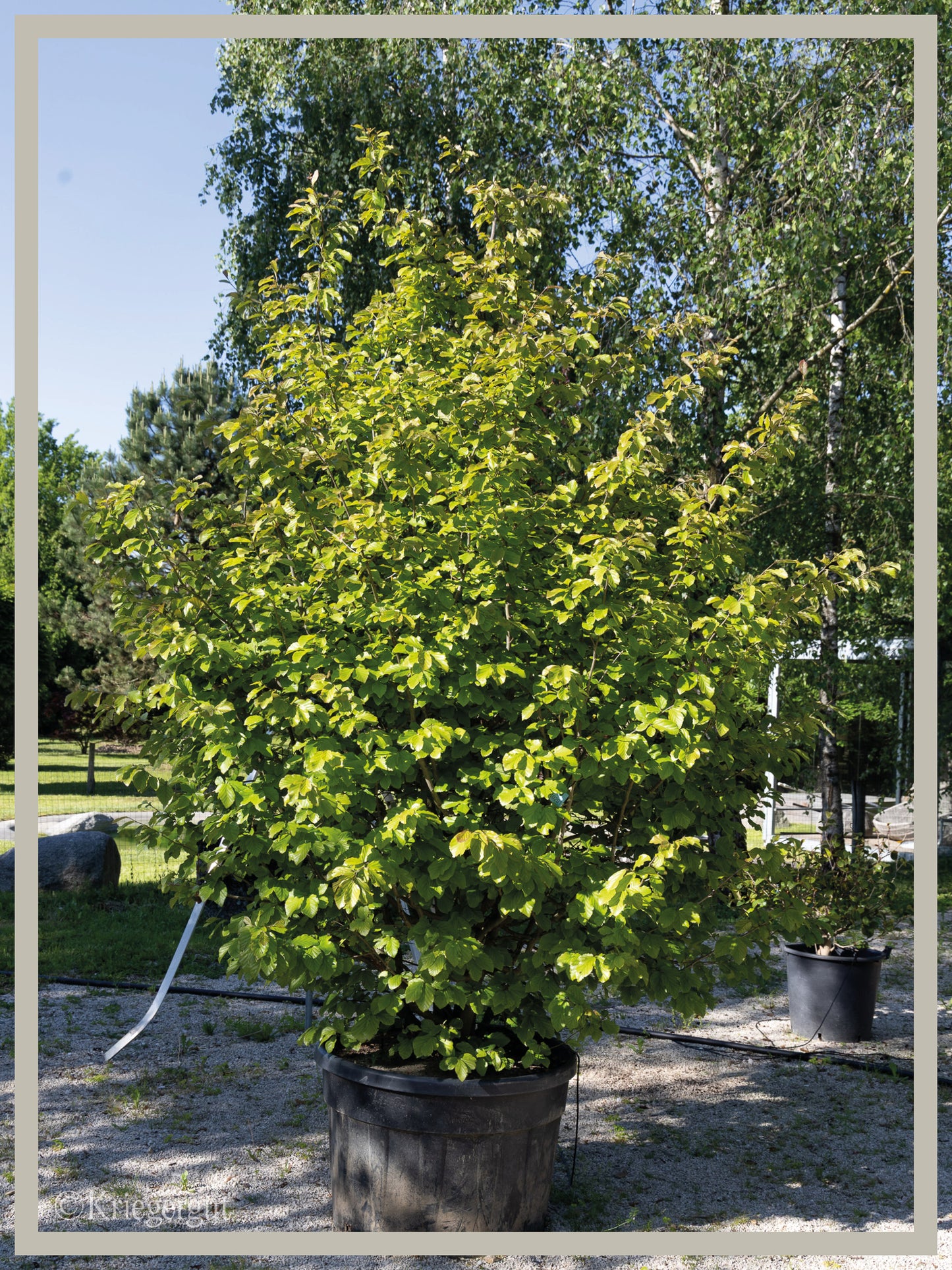 Eisenholzbaum