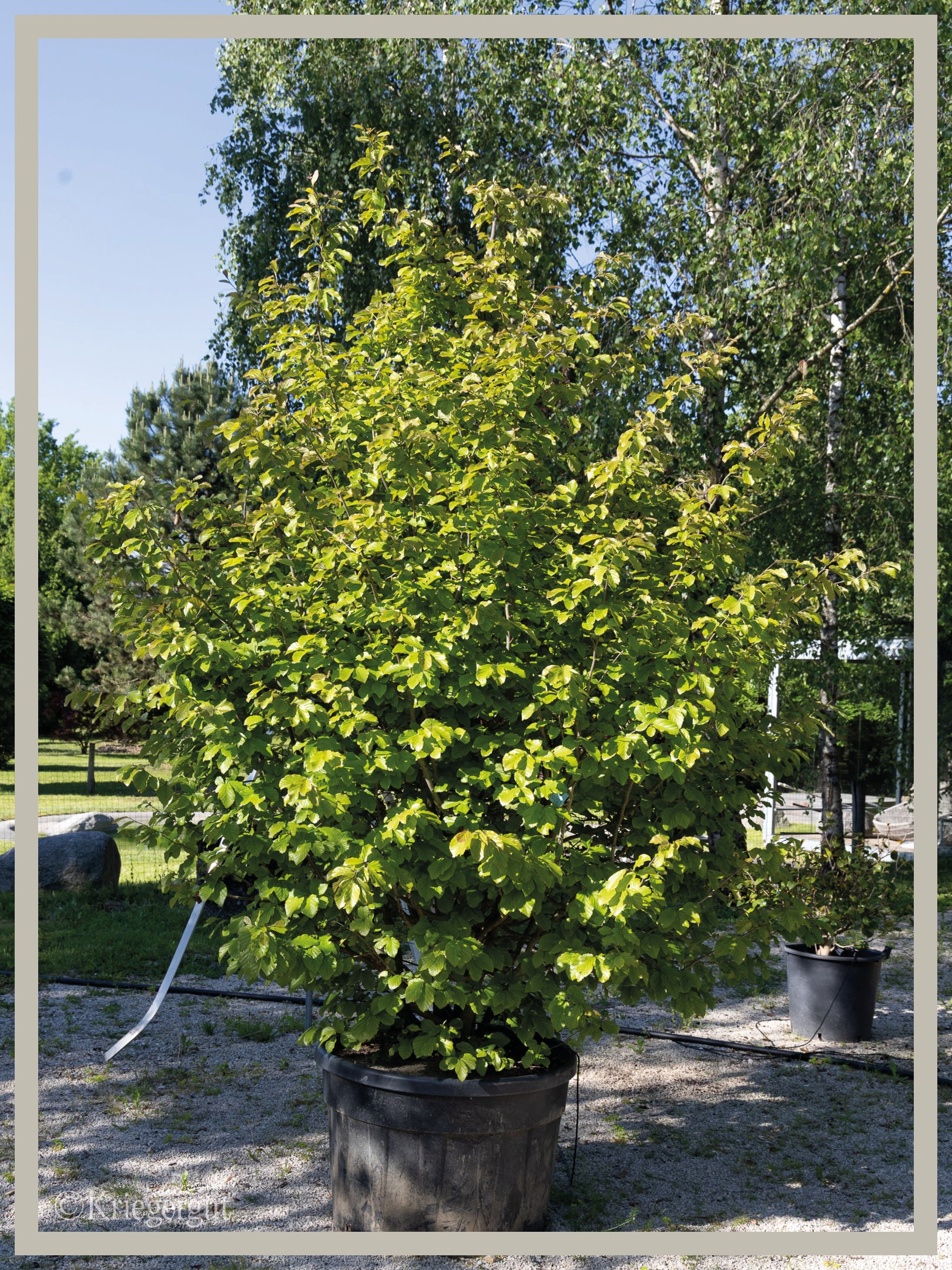 Eisenholzbaum