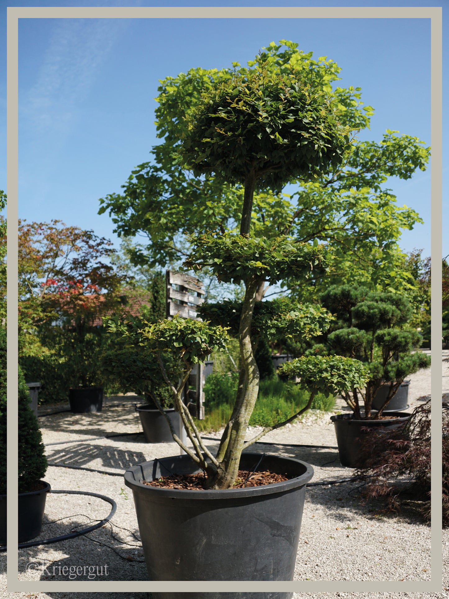 Hainbuche, Bonsai