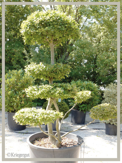 Hainbuche, Bonsai - Bild 2