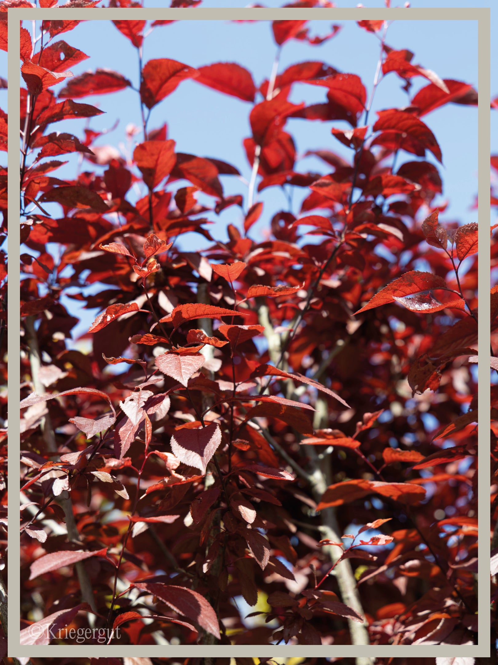 Blut-Pflaume - Bild 2