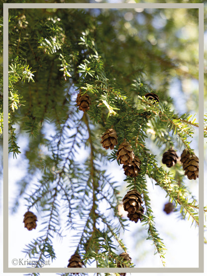 Kanadische Hemlocktanne - Bild 2