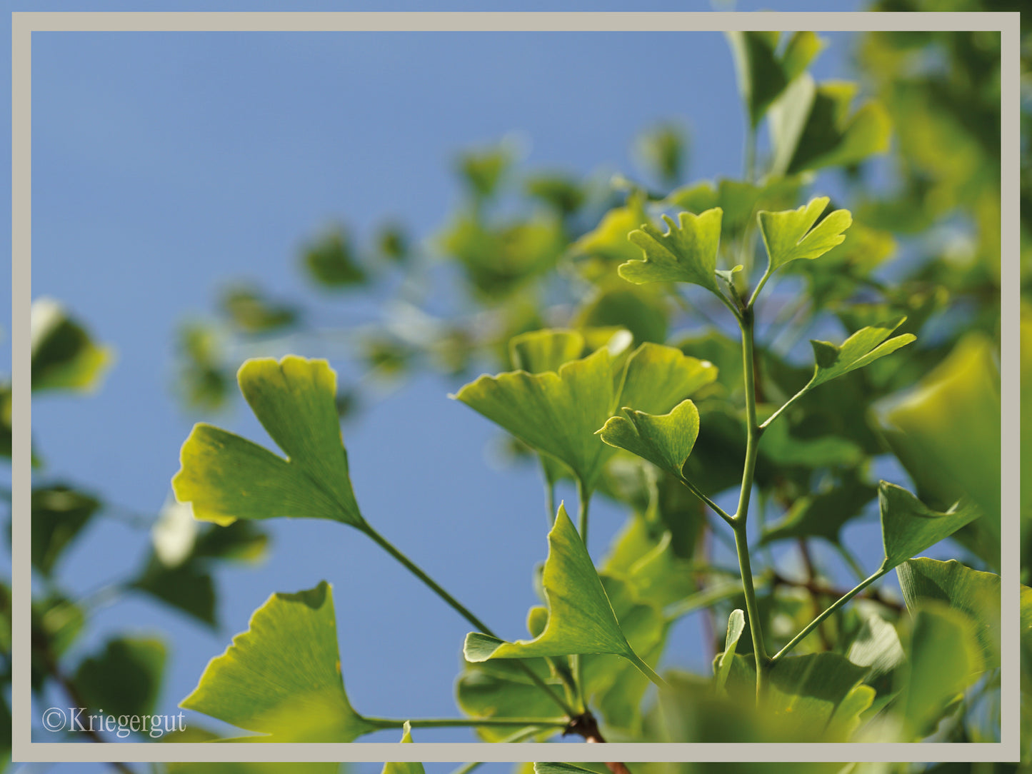 Säulen-Ginkgo - Bild 2