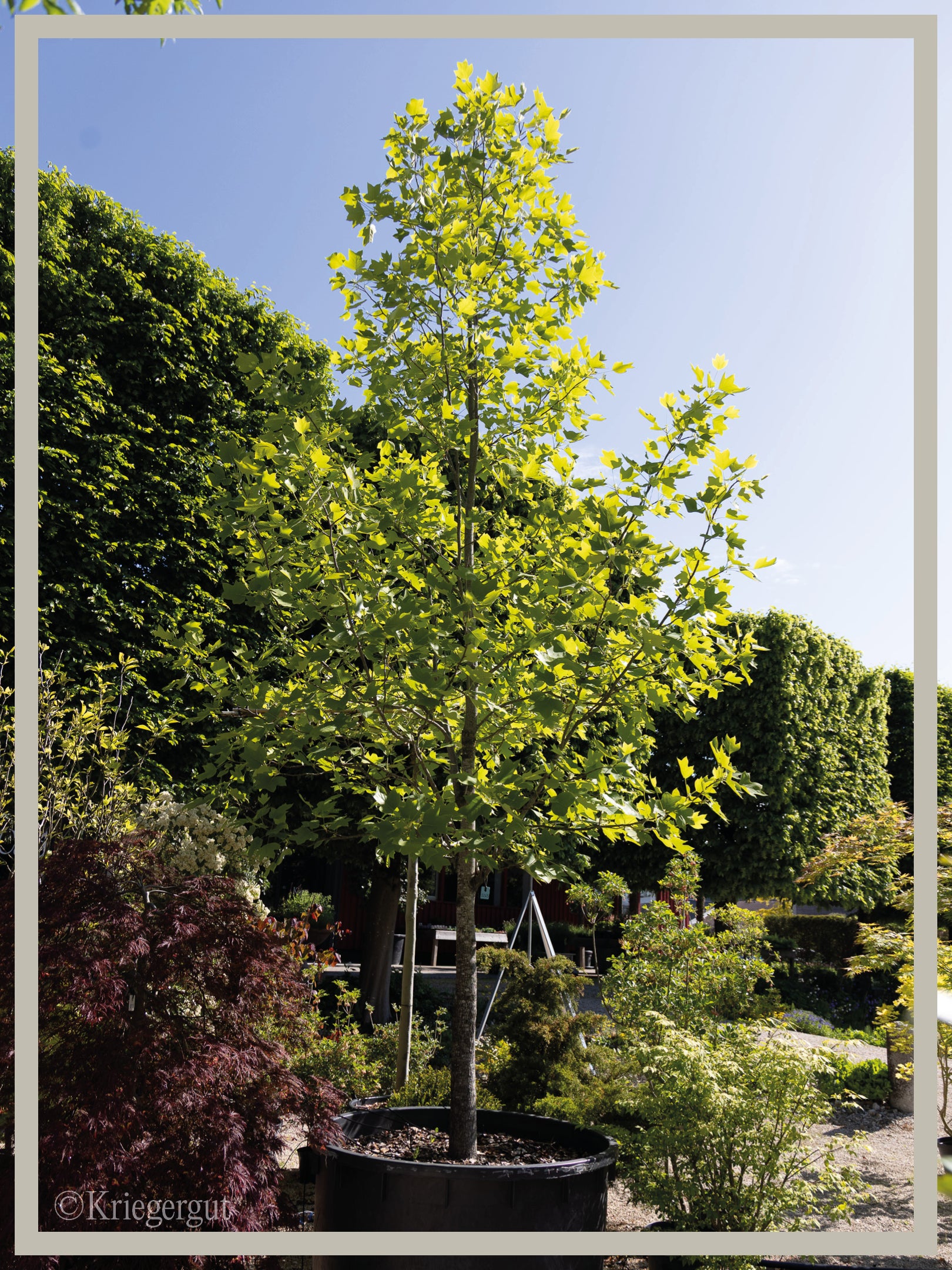 Tulpenbaum - Bild 3