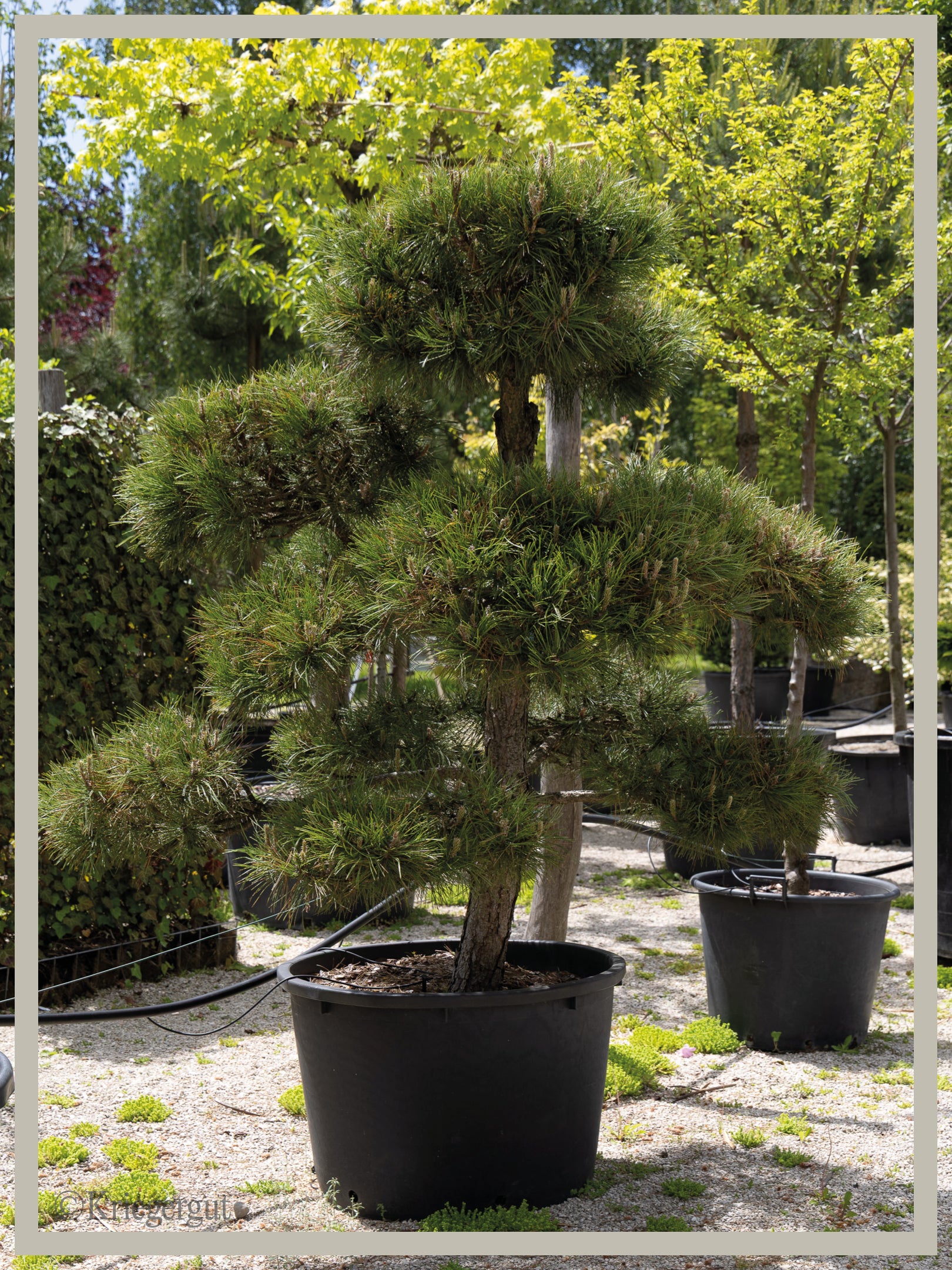 Österreichische Schwarzkiefer, Bonsai