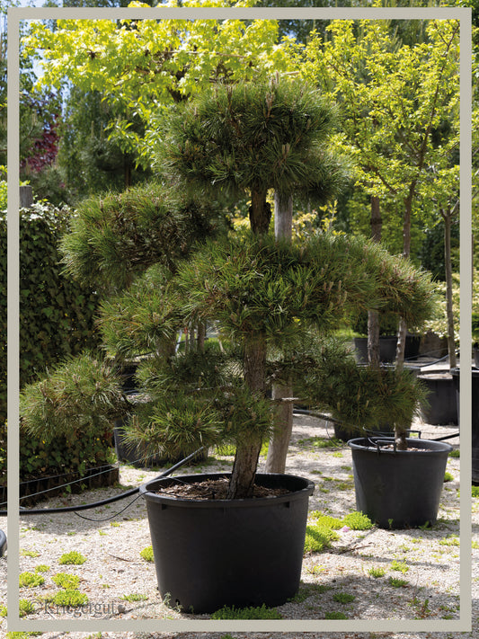 Österreichische Schwarzkiefer, Bonsai