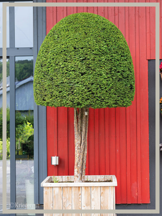 Eibe Halbstamm Bienenkorb
