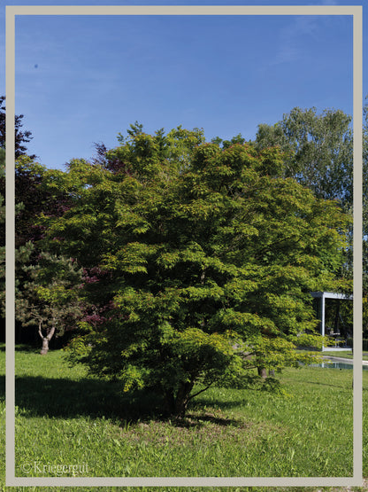 Fächer-Ahorn - Bild 2