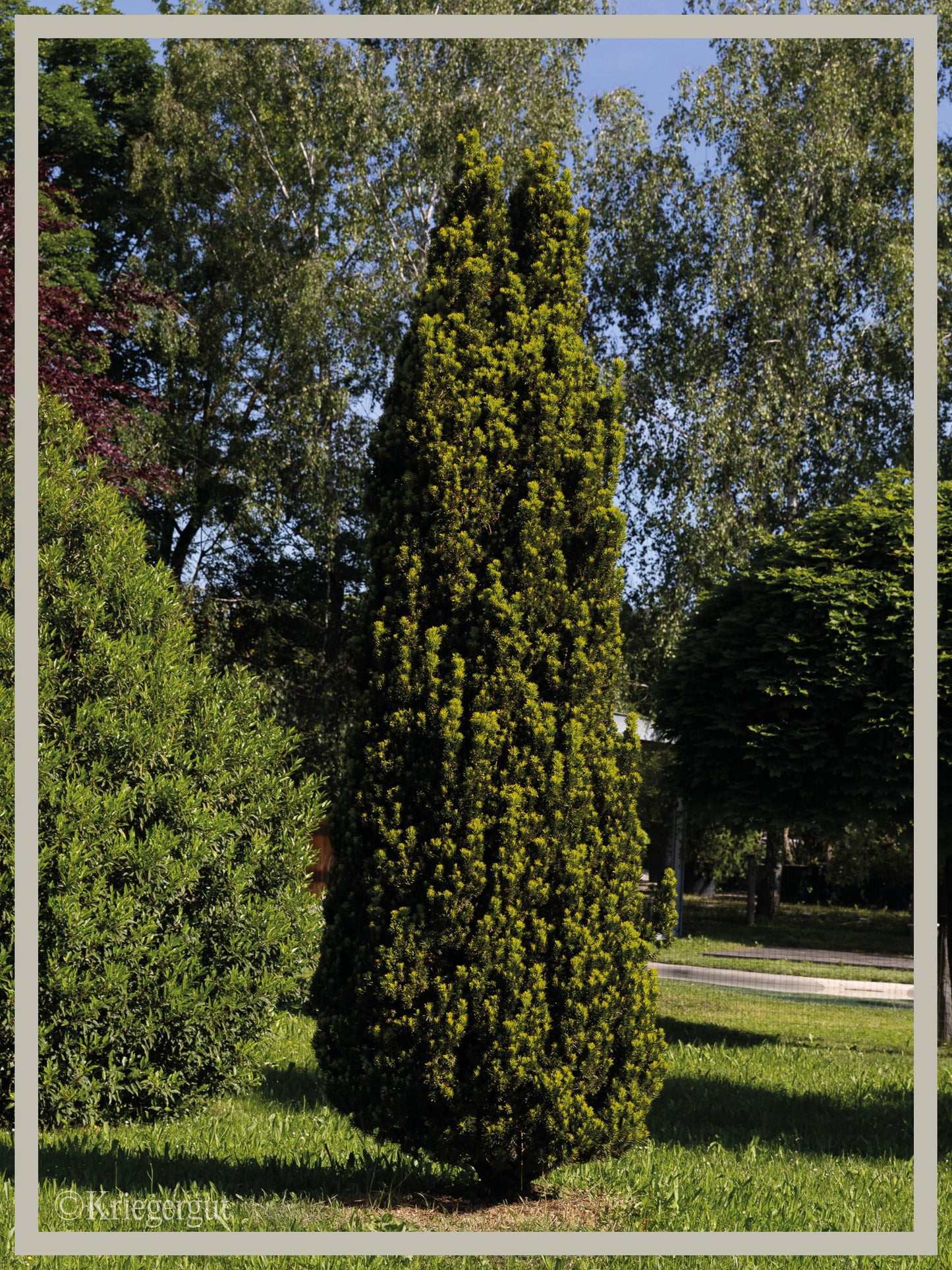 Säulen-Eibe - Bild 2