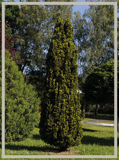 Säulen-Eibe - Bild 2
