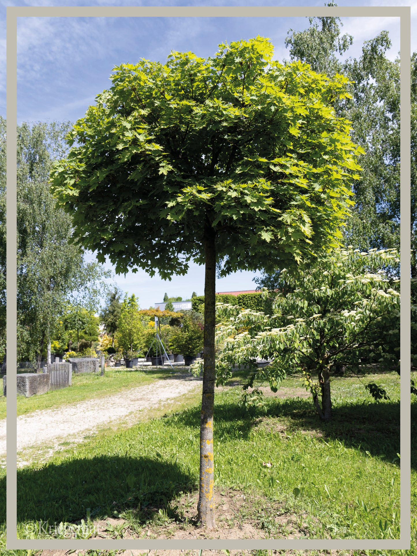 Kugel-Ahorn - Bild 2