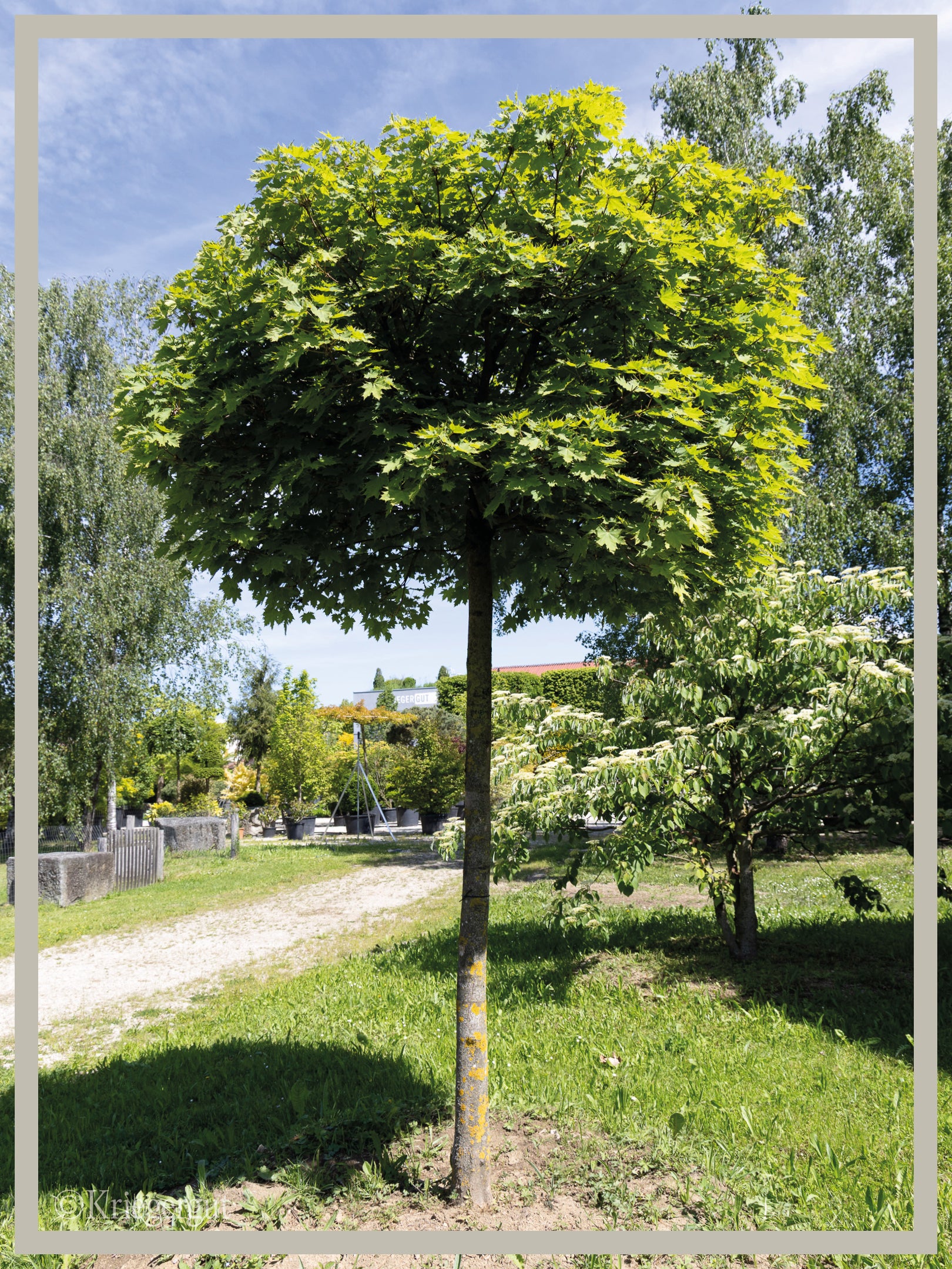 Kugel-Ahorn - Bild 2