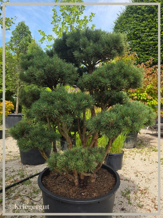 Blaue Waldkiefer, Bonsai