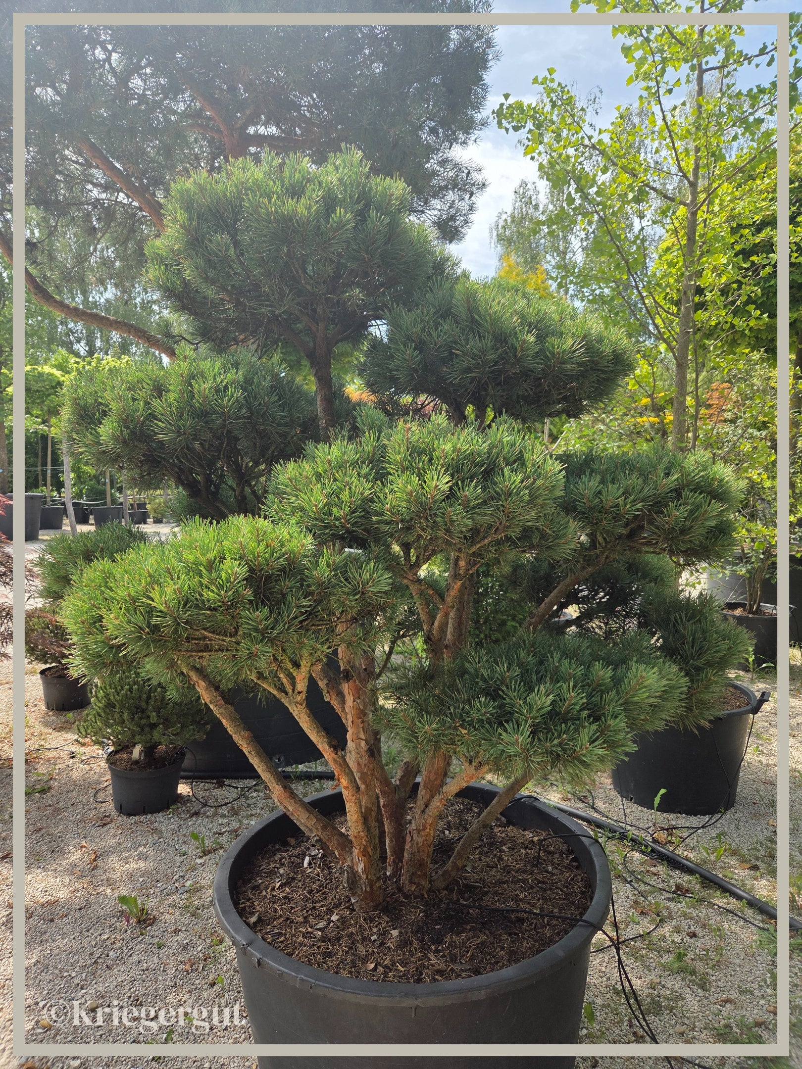 Blaue Waldkiefer, Bonsai - Bild 2