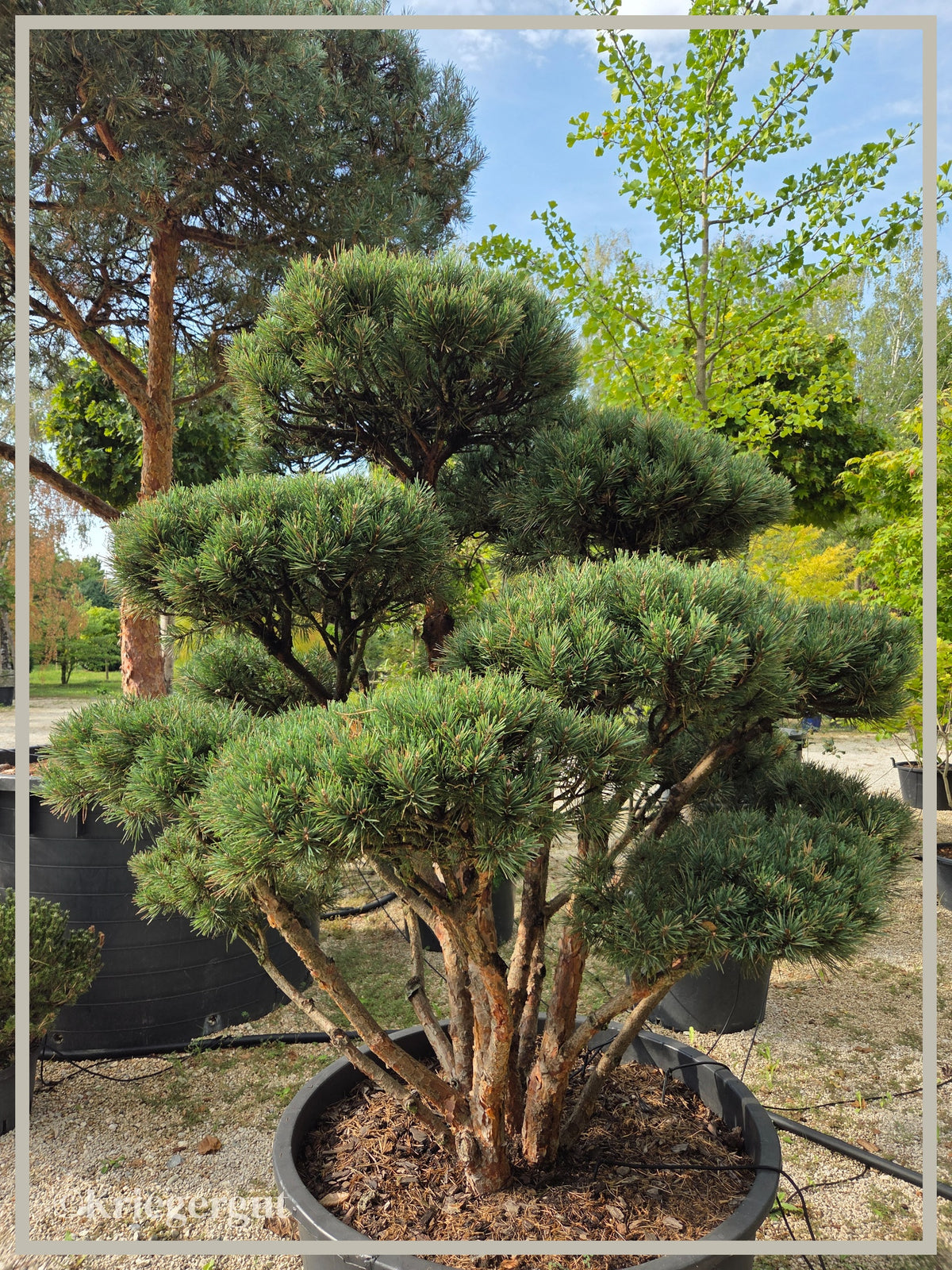Strauch-Waldkiefer, Bonsai - Bild 7