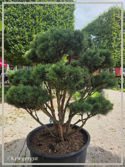 Blaue Waldkiefer, Bonsai - Bild 3