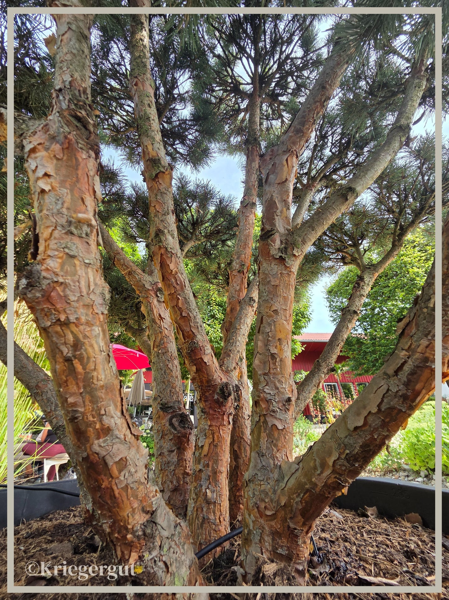 Blaue Waldkiefer, Bonsai - Bild 4