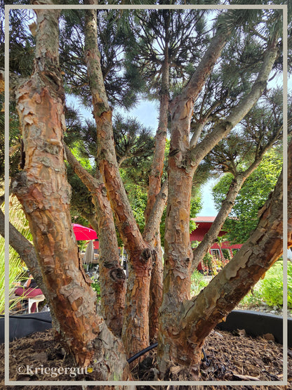 Blaue Waldkiefer, Bonsai - Bild 4