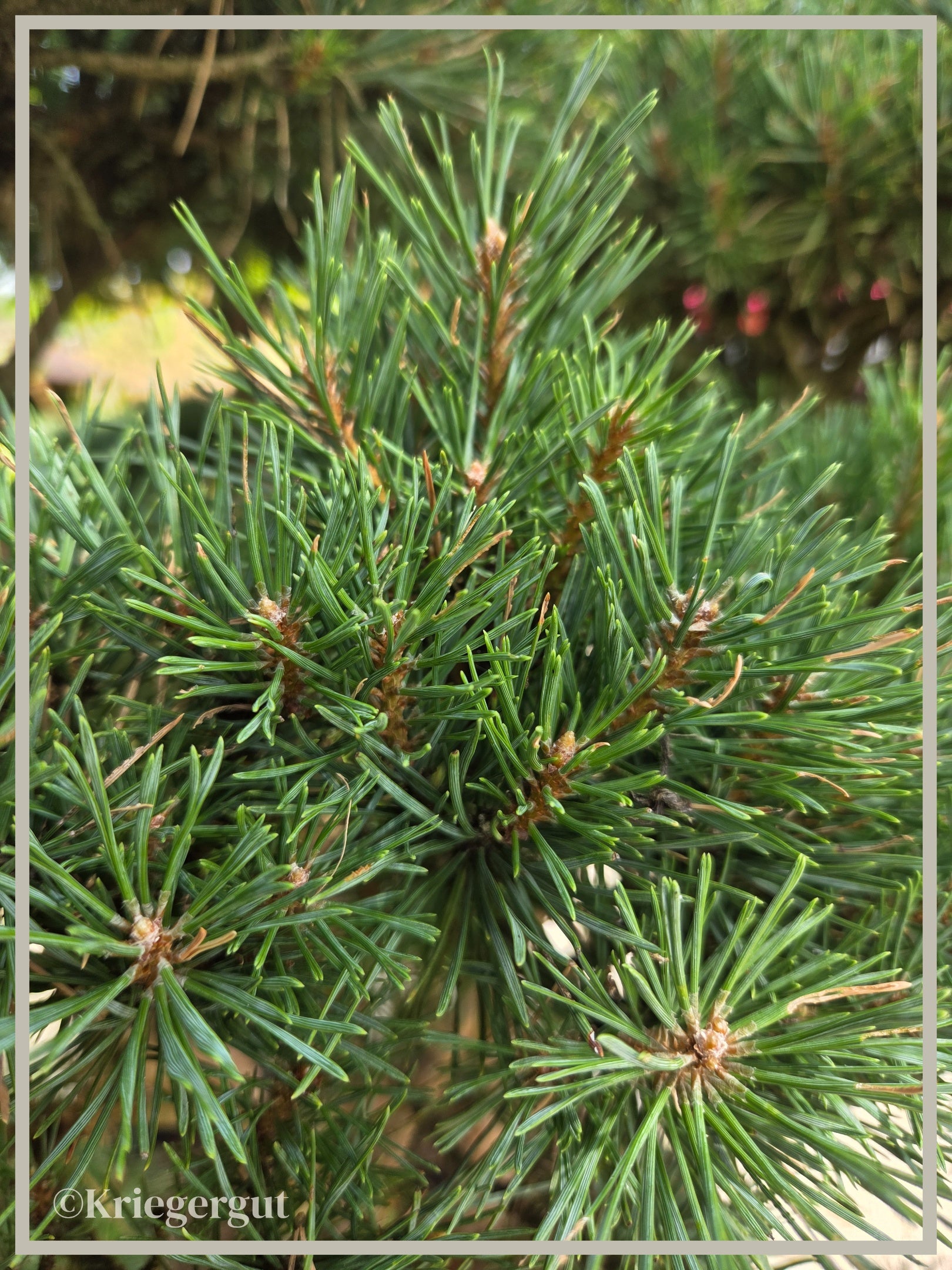 Blaue Waldkiefer, Bonsai - Bild 5