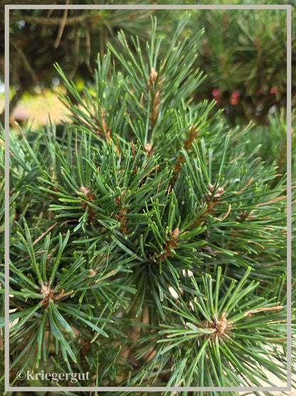 Blaue Waldkiefer, Bonsai - Bild 5