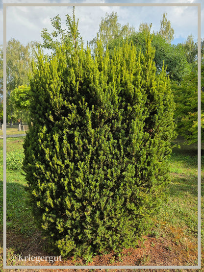 Heckeneibe
