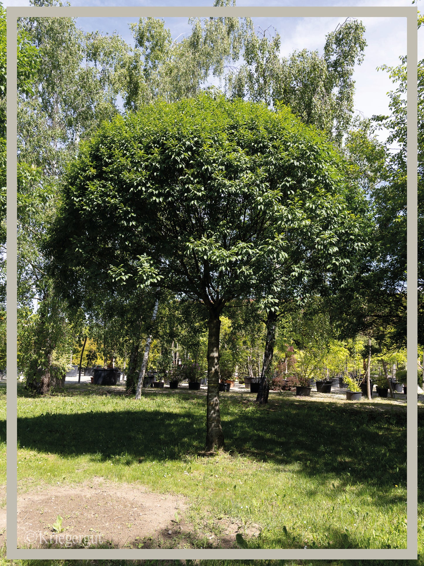 Kugelförmige Blumen-Esche