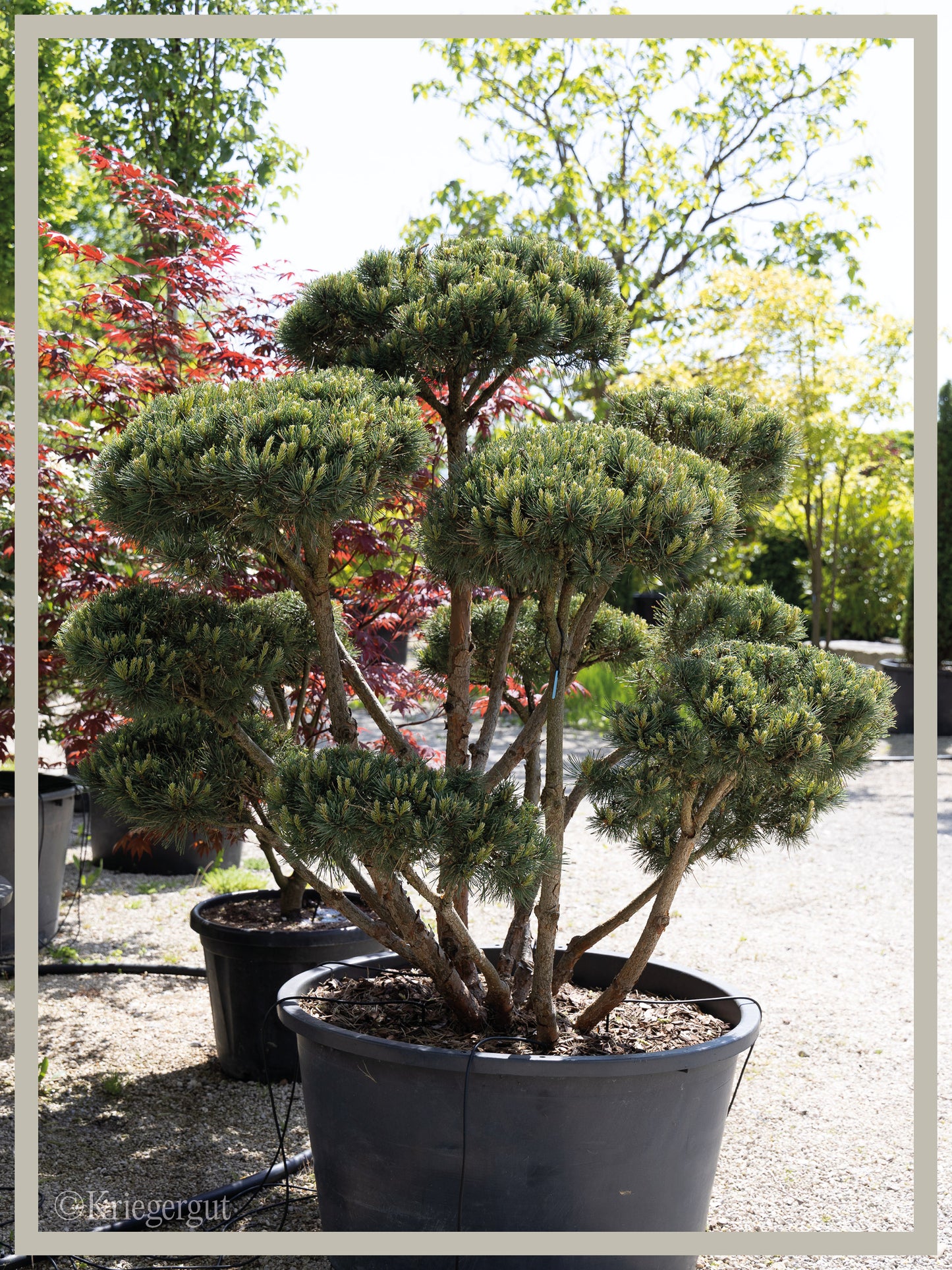 Strauch-Waldkiefer, Bonsai - Bild 2